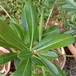 Adenium obesum Leaf