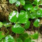 Coptis trifolia Hoja