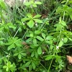 Galium mollugo List