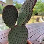 Opuntia basilaris 葉