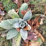 Verbascum boerhavii Leaf