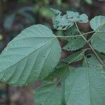 Mallotus oppositifolius Leaf