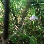 Pogonia ophioglossoides 葉