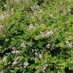 Syringa pubescens Habitat