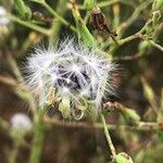 Lactuca canadensis Фрукт