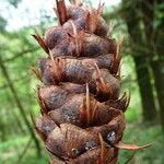 Pseudotsuga menziesii Gyümölcs