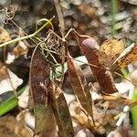 Vicia pisiformis Fruto