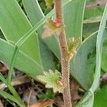 Saxifraga bulbifera Leaf