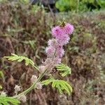 Mimosa diplotricha Flower