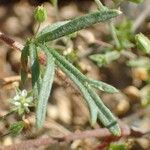 Gilia laciniata Folha