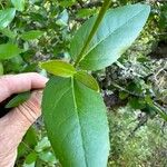 Phillyrea latifolia Leaf