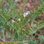 Vicia ervilia ശീലം