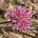 Gomphrena haenkeanaFlor