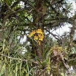 Oncidium ornithorhynchum Kwiat