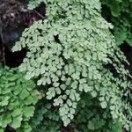 Adiantum raddianum Leaf