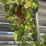 Epipremnum aureum Hoja