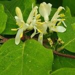 Lonicera xylosteum Fiore