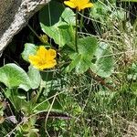 Ranunculus thora Bloem