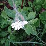 Silene latifolia Flors