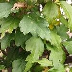 Hibiscus syriacus Lehti