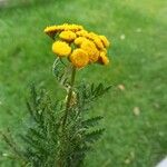 Tanacetum vulgareBlomst