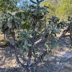 Cylindropuntia imbricata Агульны выгляд