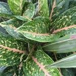 Aglaonema costatum Blatt