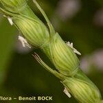 Aegilops ventricosa Mbuma