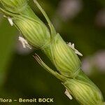 Aegilops ventricosa Fruit