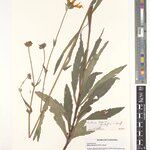 Bidens baumii Other