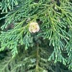 Chamaecyparis lawsoniana Плод