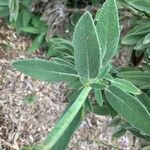 Salvia candelabrum Hoja