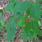 Lonicera canadensis Leaf