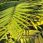 Ceratozamia mexicana برگ