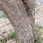 Handroanthus ochraceus 树皮