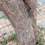 Handroanthus ochraceus Bark