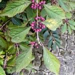 Callicarpa bodinieriFruit