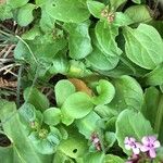 Fedia graciliflora 葉