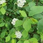 Spiraea × vanhouttei Leht