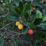 Arbutus unedo Плід