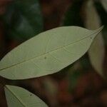 Licania canescens Leaf