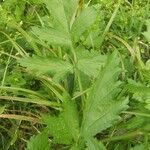 Geum macrophyllum Likasa