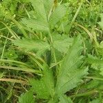 Geum macrophyllum Blatt