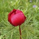 Paeonia anomala Floare