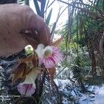 Galeandra devoniana Flower