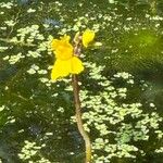 Utricularia vulgaris Fula