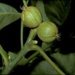 Carya tomentosa Fruit