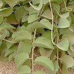 Cissus rotundifolia Blad