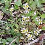 Draba verna Costuma