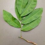 Hylodendron gabunense Hoja